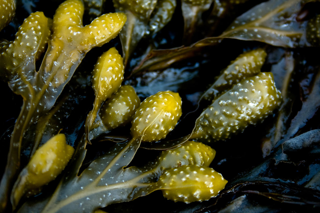 Kelp and Your Pet