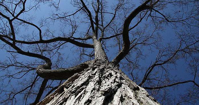The Soothing qualities of Slippery Elm Bark